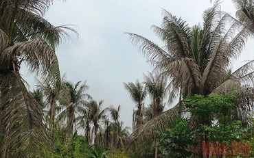 Sâu đầu đen ăn lá gây hại trên vườn dừa.