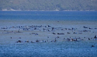 Cá voi phi tiêu bị mắc cạn ở Tasmania, Australia ngày 21-9. Ảnh: Reuters.