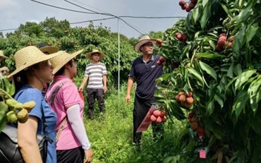 Các nhà khoa học Trung Quốc đánh giá chất lượng quả vải thiều không hạt. (Ảnh: catas.cn)