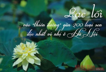 “Thiên đường” gần 200 loại sen độc nhất vô nhị ở Hà Nội