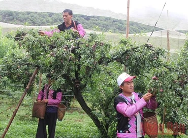 Các đội tham gia thi hái mận.