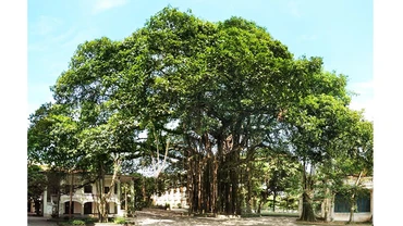 Cây Đa cổ thụ tại Tòa soạn Báo Nhân Dân, 71 Hàng Trống (Hoàn Kiếm, Hà Nội), chứng nhân của nhiều thế hệ làm báo trưởng thành... Ảnh: nhandan.com.vn