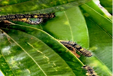 Sâu hại ăn lá quế ở Bảo Yên (Lào Cai).