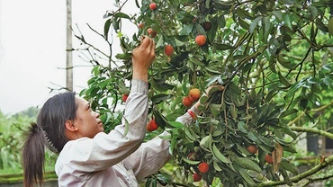 Các vườn vải ở Bắc Giang chuẩn bị vào vụ thu hoạch. Ảnh: ANH QUÂN
