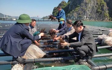 Mô hình nuôi rong biển với vật liệu và kỹ thuật mới đang được áp dụng rộng rãi trên địa bàn tỉnh Quảng Ninh. 
