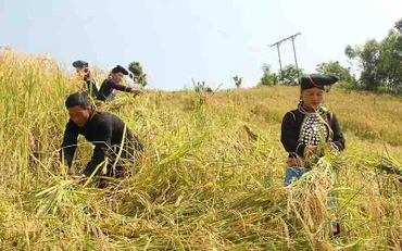 Bà con dân tộc Si La thu hoạch lúa trên vùng đất mới.