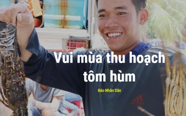 Vui mùa thu hoạch tôm hùm