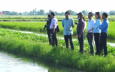 Bí thư Tỉnh ủy Cà Mau (sơ-mi xanh tay ngắn) tham quan mô hình lúa-tôm chất lượng cao ở ấp 10, xã Trí Phải.