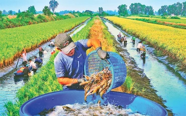 Nông dân xã Trí Phải (huyện Thới Bình, Cà Mau) thu hoạch tôm sinh thái trên đồng lúa hữu cơ. Ảnh: Văn Ðời