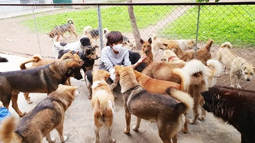 Điểm cứu hộ chó, mèo của nhóm Hà Nội Petadoption. Ảnh: HÀ NỘI PETADOPTION