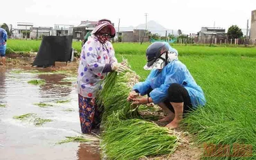 Chọn lựa những cọng hành, củ hành còn có thể bán được để mời chào thương lái đến thu mua, giúp nông dân vớt vát phần nào vốn đầu tư.