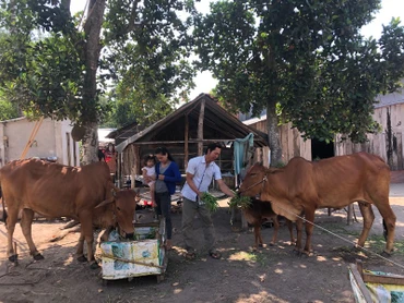 Nông dân Khmer ở huyện Tân Châu nuôi bò.