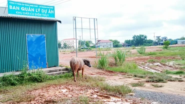 Dự án khu dân cư Điềm Thụy thành nơi chăn thả gia súc.