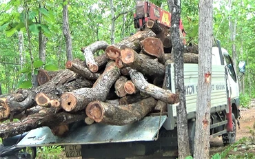 Xe vận chuyển gỗ tại khu vực rừng bị khai thác trái phép được bà Lê Thị Tuyến Vân ghi lại.
