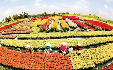 Làng hoa Sa Đéc vào xuân. Ảnh: HÓA VÂN