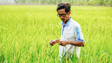 Ông Hoa Sĩ Hiền thường xuyên có mặt trên cánh đồng.