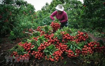 Thu hoạch vải thiều tại Bắc Giang năm 2018. Ảnh: (TTXVN)