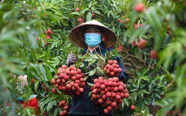 Vải thiều Bắc Giang (Ảnh minh họa: Hà Nam).
