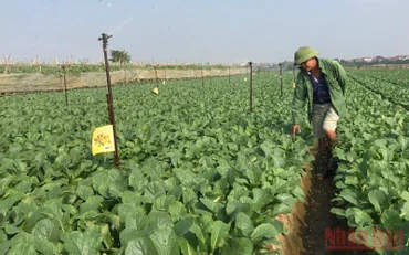 Trồng rau an toàn tại huyện Mê Linh. (Ảnh: NGỌC ANH)