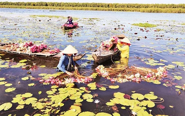 Ảnh trong bài: Thu hoạch “súng ma” mùa nước nổi ở Mộc Hóa, Long An và hình ảnh du khách đi tour hoa súng.