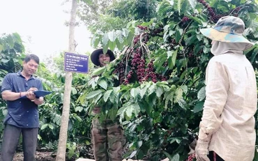 Toàn bộ cà-phê trong vùng sản xuất ứng dụng công nghệ cao tại xã Thuận An được thu hái theo quy trình kỹ thuật riêng, đạt độ chín hơn 85% trở lên.