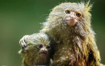 Khỉ lùn pygmy marmoset, loài khỉ nhỏ nhất thế giới, là một trong những loài nguy cấp đang bị buôn bán trái phép trên Facebook. (Ảnh: EPA)