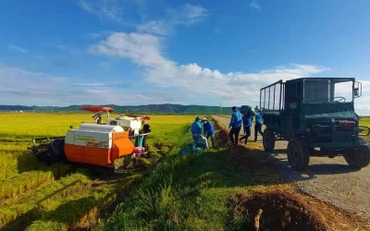 Đoàn viên, thanh niên xã Vạn Trạch, huyện Bố Trạch giúp người dân đang bị cách ly thu hoạch lúa.