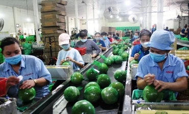 Người lao động tỉnh Bến Tre sẽ được hỗ trợ do ảnh hưởng dịch Covid-19.