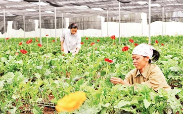 Người dân xã Thụy Hương, huyện Chương Mỹ trồng hoa trong nhà lưới. Ảnh: THANH LÂM