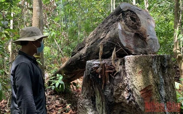 Cây bị đốn hạ trái phép tại rừng phòng hộ xã Phổ Phong, thị xã Đức Phổ. (Ảnh: HIỂN CỪ). 