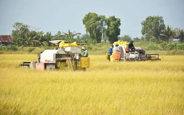 Kiên Giang phấn đấu vượt sản lượng lúa 4,5 triệu tấn trong năm 2021.