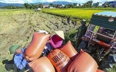 Thu hoạch lúa tại Điện Biên. (Ảnh: TTXVN)