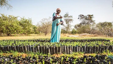 Một đoạn của bức tường xanh được chăm sóc ở Senegal. Ảnh: CNN