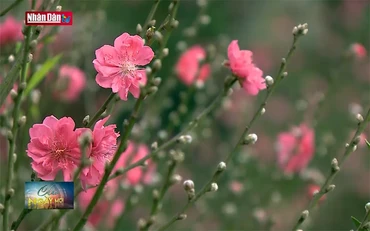 Đào Tết rộn ràng xuống phố