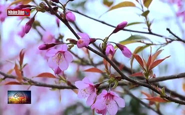 Mùa hoa anh đào tại Kon Tum thu hút khách du lịch