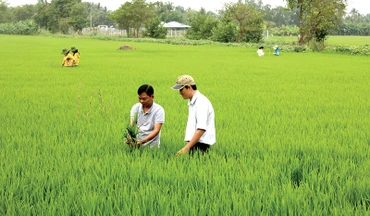 Cách chương trình hợp tác của Trung tâm khuyến nông và các đơn vị khác của Bộ góp phần tăng hiệu quả công tác khuyến nông. ( Ảnh minh họa).