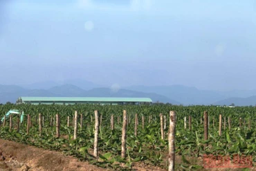 Một trang trại trồng trọt để sản xuất hàng hóa nông nghiệp tại Lào. (Ảnh: Xuân Sơn)