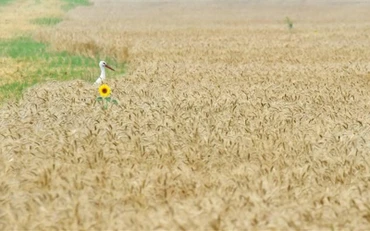 Một cánh đồng lúa mỳ ở làng Mala Dyvitsya, Ukraine. (Ảnh: AFP/TTXVN)