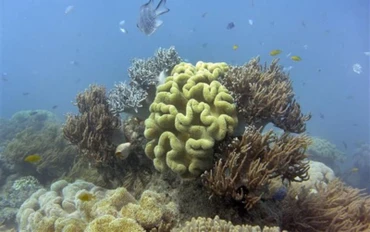 Rạn san hô Great Barrier ở Australia. (Ảnh: AFP/TTXVN)