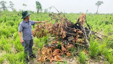 Rừng tự nhiên tại tiểu khu 212 bị tàn phá và các đối tượng thu gom thành đống để đốt, lấn chiếm lấy đất sản xuất.