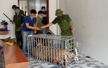Thu giữ hổ nuôi trái phép tại xã Đô Thành, huyện Yên Thành (Nghệ An).