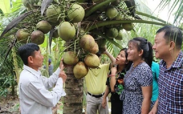 Dừa sáp. (Ảnh: TTXVN)