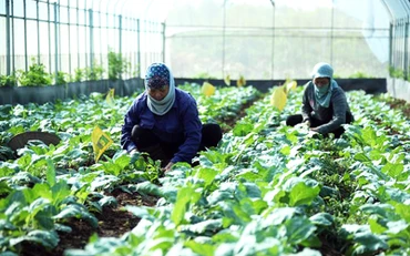 Người sản xuất đang trông đợi các hình thức khuyến khích, hỗ trợ áp dụng quy trình kỹ thuật sản xuất an toàn theo tiêu chuẩn VietGAP, GlobalGAP… Ảnh: Hoàng Hà 