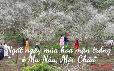 Ngất ngây mùa hoa mận trắng ở Mu Náu, Mộc Châu