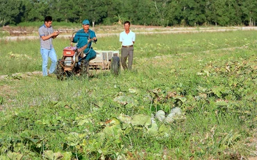Nhà nông vùng ngọt huyện Trần Văn Thời (Cà Mau) thu hoạch xong vụ màu trước cao điểm mùa khô.