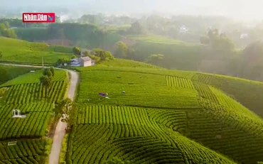 Trải nghiệm du lịch sinh thái tại xứ chè Tân Cương