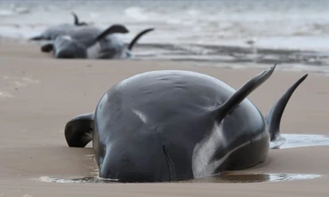 Cá voi mắc cạn ở cảng Macquarie, bang Tasmania, Australia. Ảnh: Getty Images.