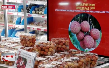Lô vải thiều đầu tiên có tem truy xuất nguồn gốc tới Pháp