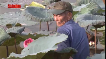 Kỳ công nghề ướp trà sen Hồ Tây