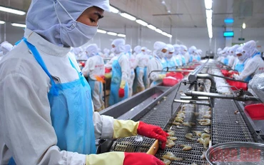 Nhiều lao động được hỗ trợ tiền thuê nhà ở Cà Mau là công nhân trong ngành thủy sản tại khu, cụm công nghiệp. 